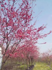 台湾牡丹樱花